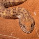 the head of a snake with gold, brown, and black scales on red sand
