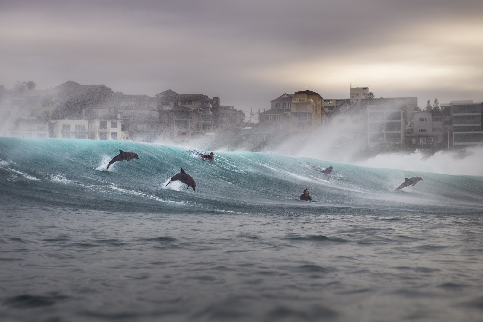 A pair of surfers float at the front of a wave as several dolphins leap from the surf around them.