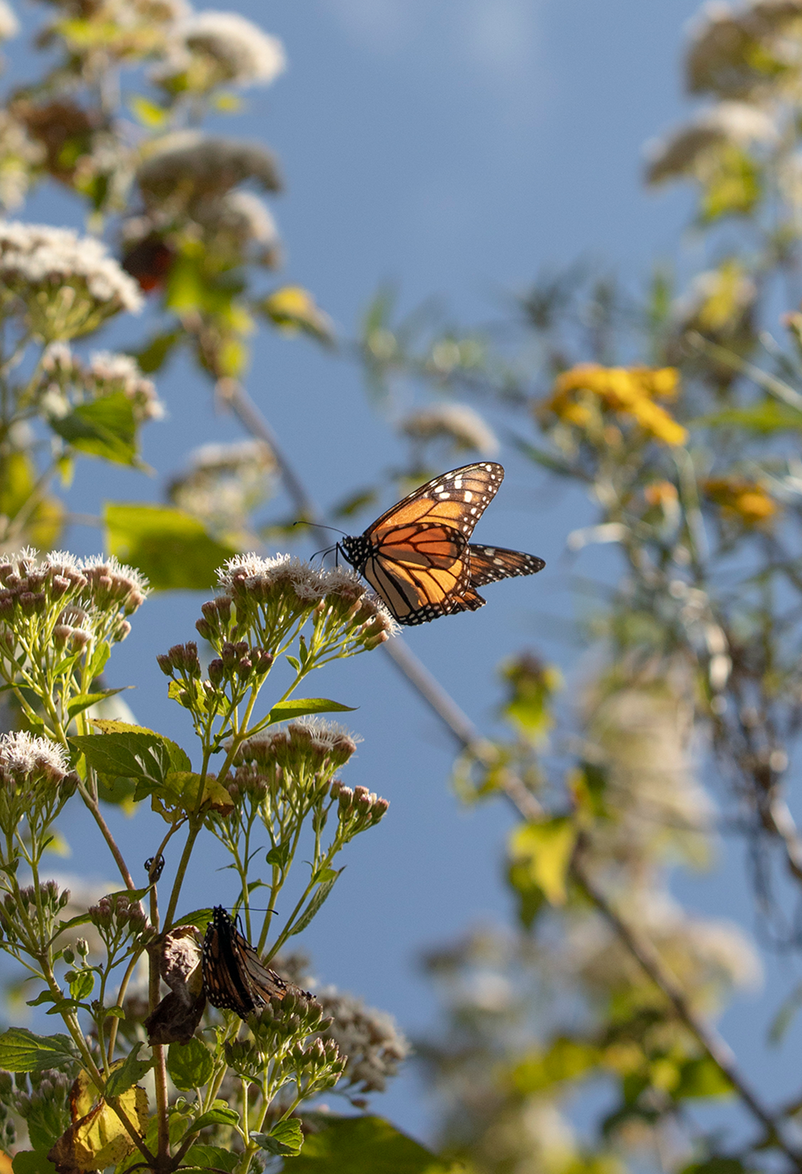 a monarch butterfly perched on a green plant, set against a blue sky