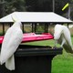 Two birds sitting on a trash bin