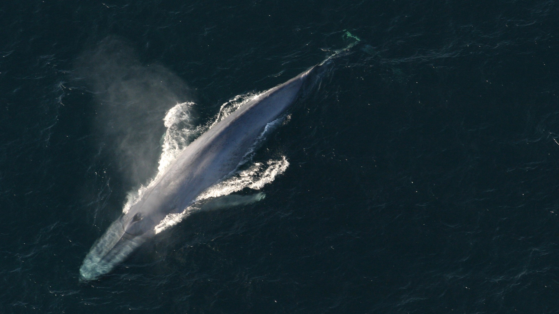 largest whale