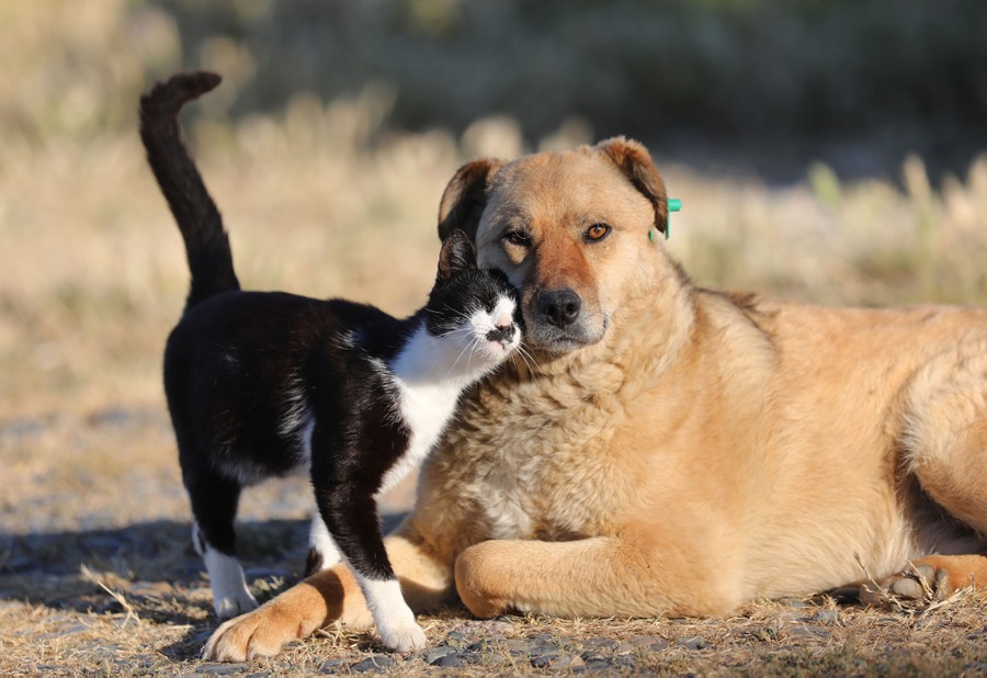 A cat rubs up against a dog's muzzle.