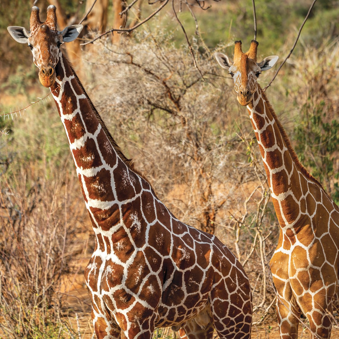 How Can We Save Giraffes From Extinction? - The Atlantic
