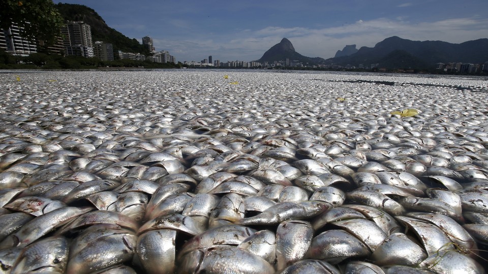 Vast piles of dead fish in Rio de Janeiro