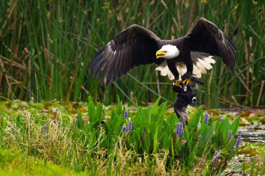 A bald eagle catches a coot in its talons.