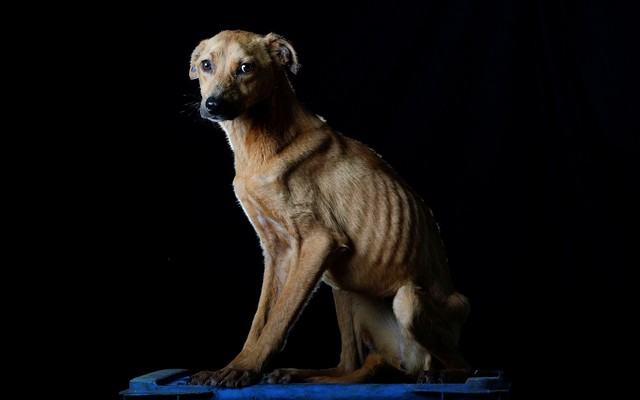 Venezuelan Food Shortages Force Many To Abandon Their Pets The Atlantic
