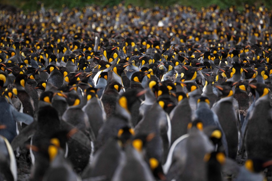 A grouping of thousands of penguins