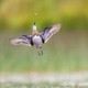 A small bird flies up, chasing an insect.