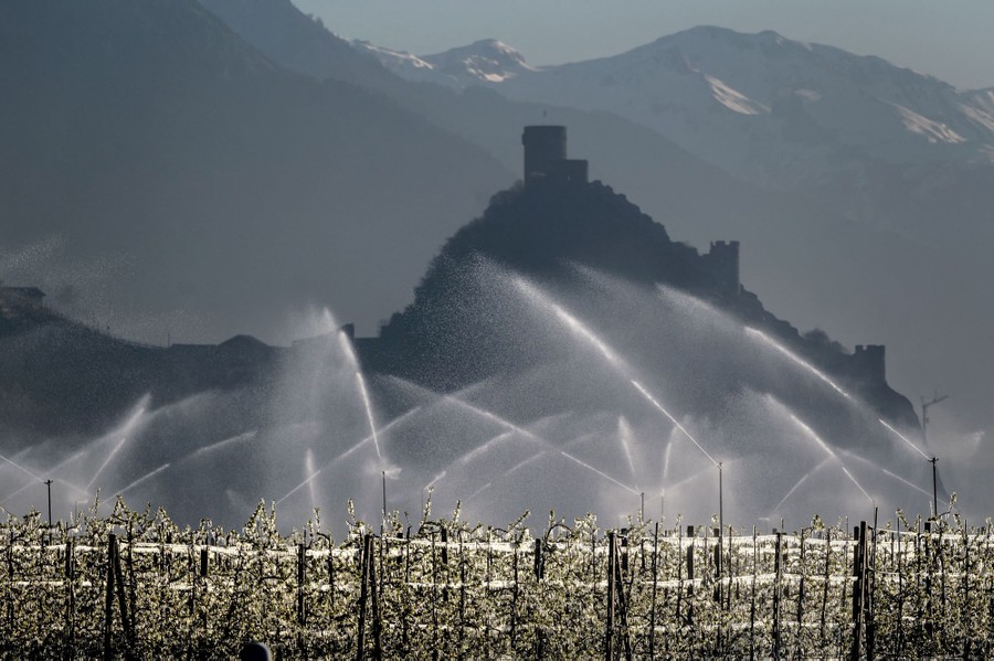 Water is sprayed on young fruit trees.