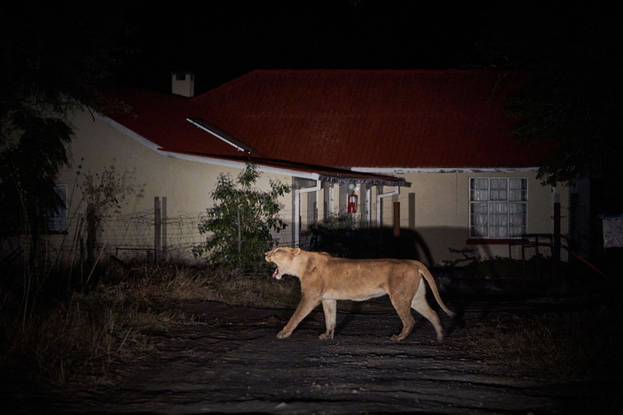 A lion walks near a house at night.