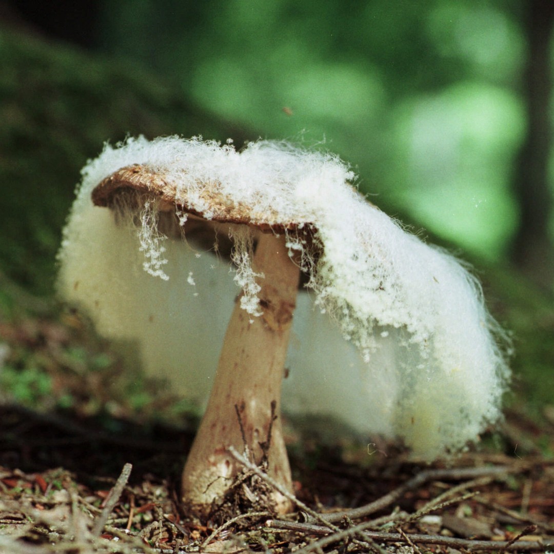 The Mushroom Farmer Versus Drug Resistant Superbugs The Atlantic