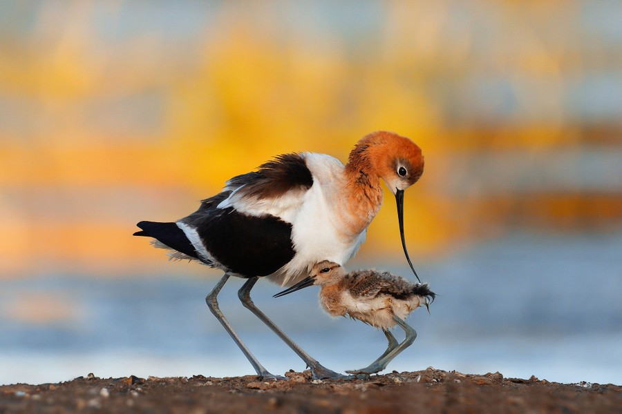 The 2020 Audubon Photography Awards - The Atlantic