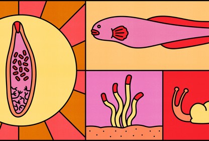 An illustration representing trematode life stages—a worm, a fish, larvae, a snail