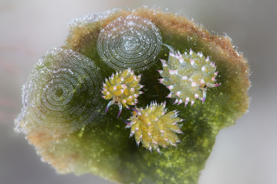 Three small, spiny slugs feed on a leaf near two spiral sheets of tiny eggs.