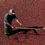 A man uses a harvest implement while standing in a cranberry bog.