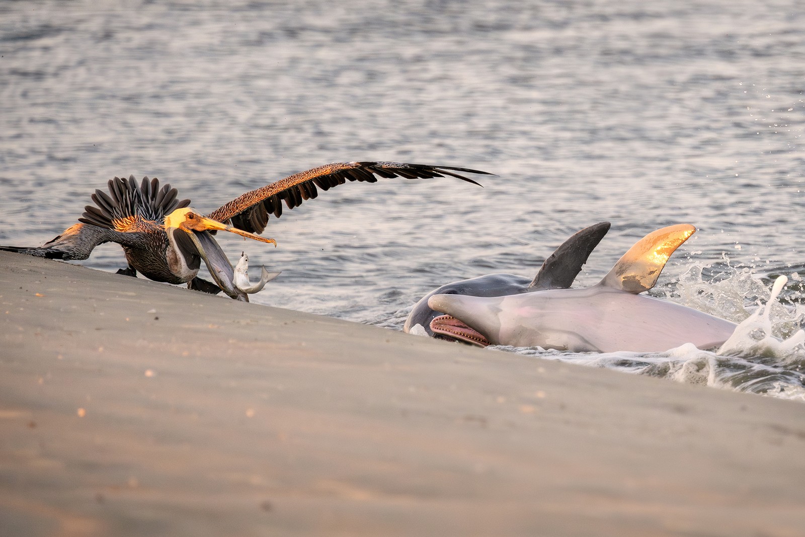 A pelican on a beach grabs a fish in its bill as two dolphins splash on the shoreline very close by.