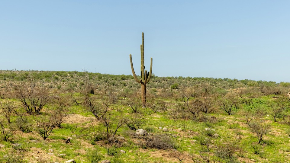 A cactus among shrubs