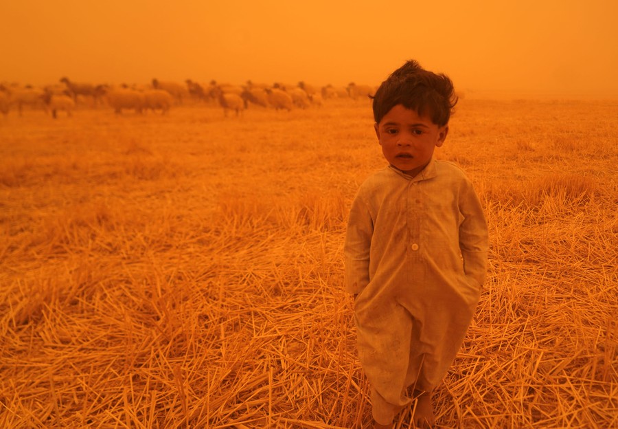 A young child walks in a field near a herd of sheep under a very orange sky.