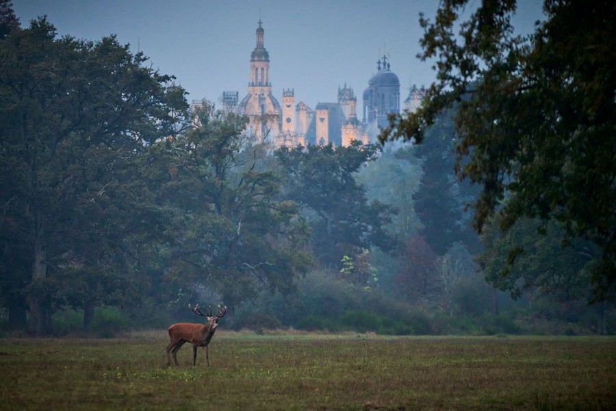 A deer bellows as the sun rises, in a meadow surrounded by trees, with an ornate chateau seen in the distance.