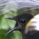 a black bird with a white feathered tail and an open beak looking to the left