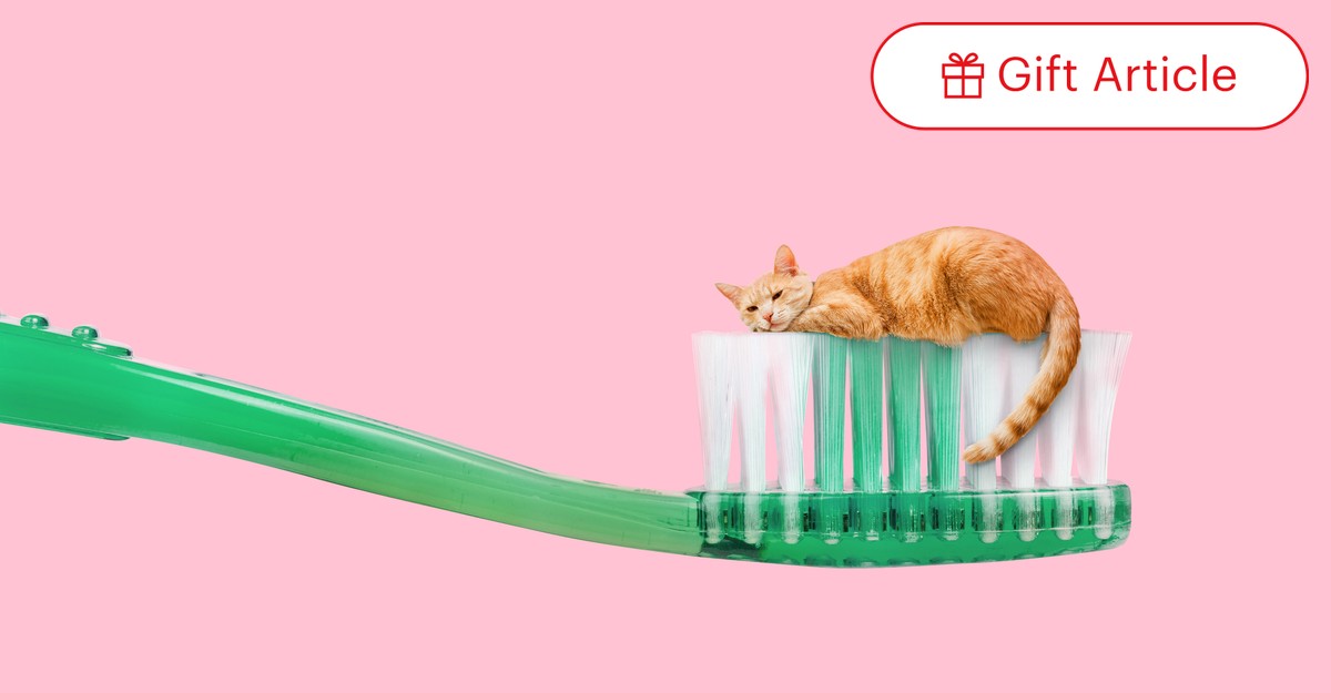Feline toothpaste deals