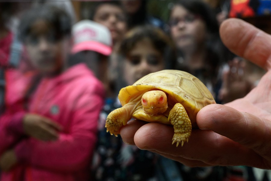 A person holds a young albino tortoise in their hand.