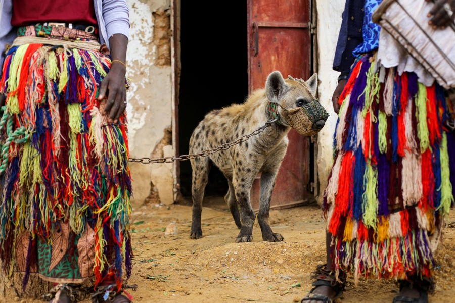 Two people stand beside a chained hyena.