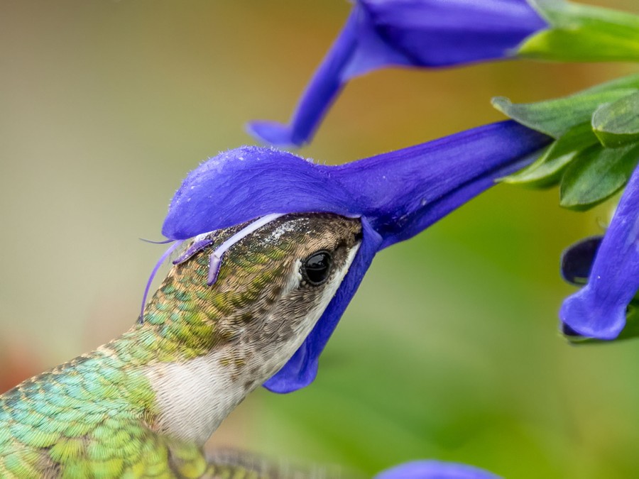 A hummingbird feeds on sage, its head pushed into a blue flower bloom.