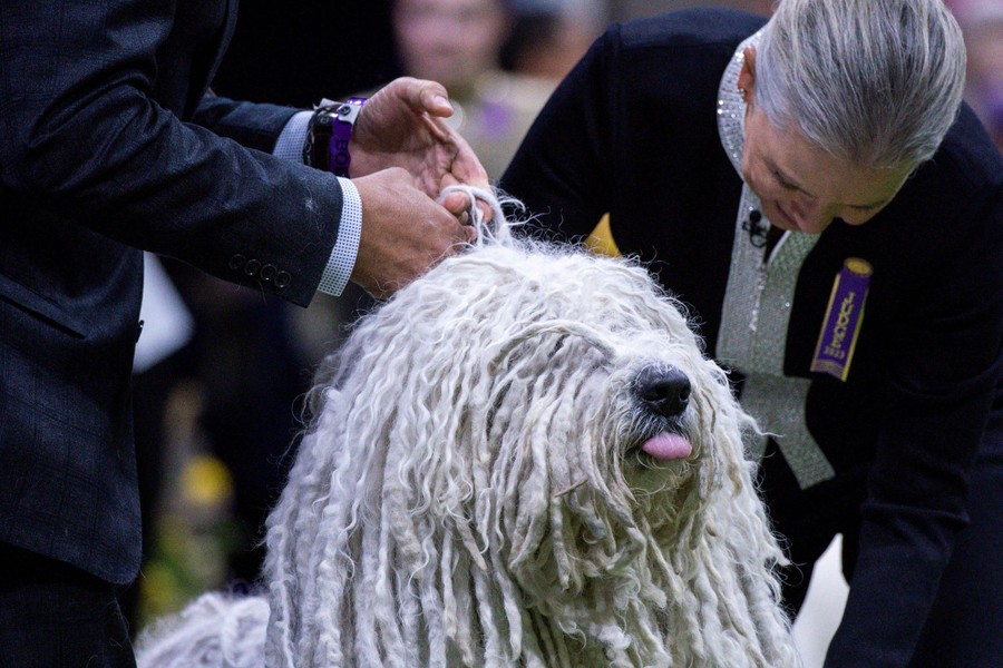 Judges examine a large shaggy dog.