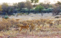 A dingo in a desert field in Australia