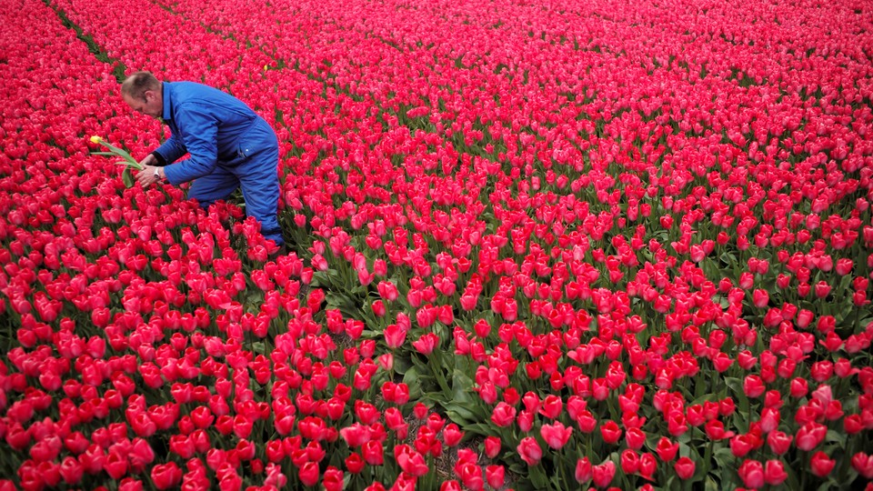 A man dressed in blue picks a red and yellow tulip from a field of red tulips.