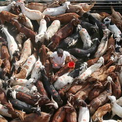 A livestock market in India