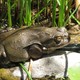 A Sonoran Desert Toad