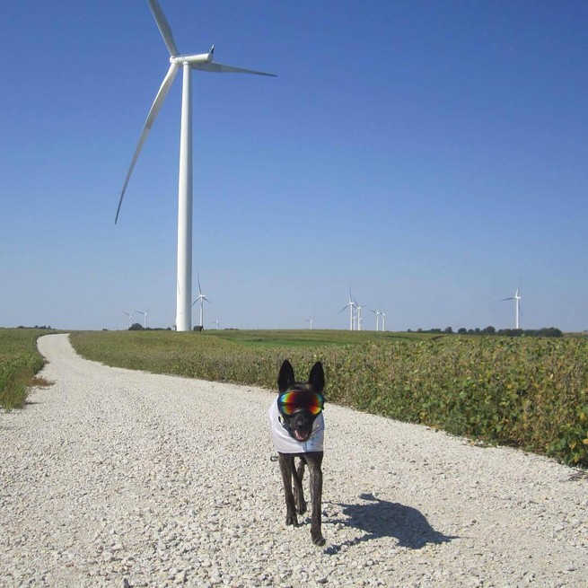Dog walking through wind farm