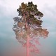 a tall thin tree against a cloudy sky, with a pink haze on the lense