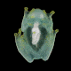 side by side gifs of a frog's underside; on the left, the frog is redder and harder to see through; on the right, the frog is translucent green, with a white blob in the center