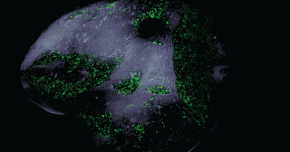 Microscopic Germs On Floor