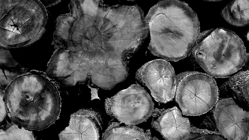 Timber stacked up for processing