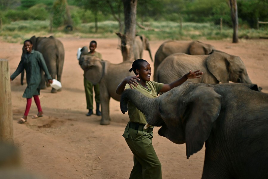 Photos: World Elephant Day 2020 - The Atlantic