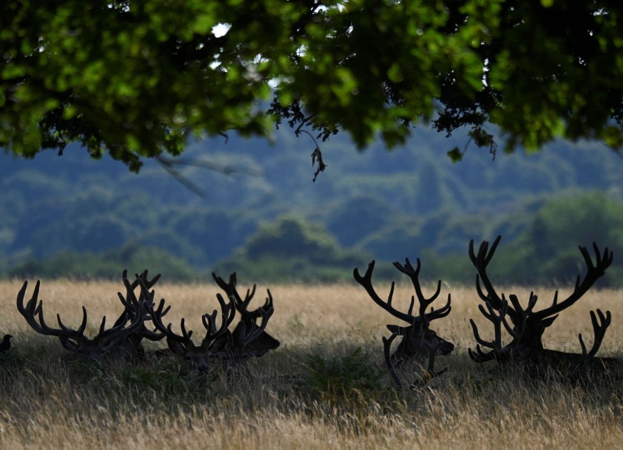 Several deer rest in the shade in a park.