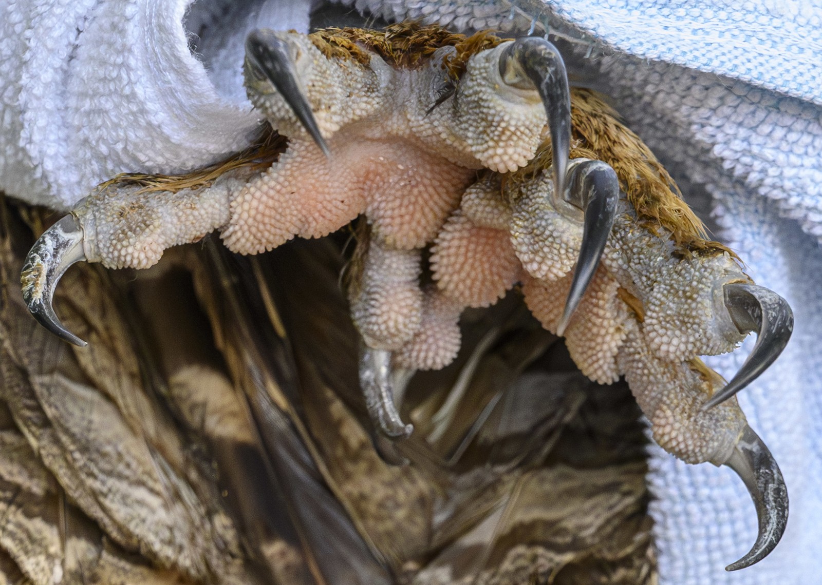 A close view of the talons of a large owl