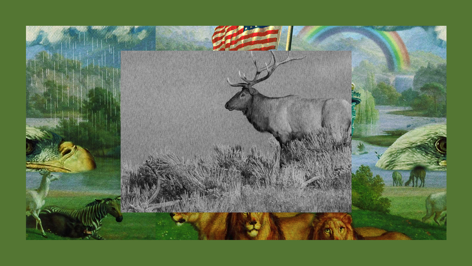 An elk standing alone at sunset in Yellowstone National Park, set in a frame of show art from “The Experiment”