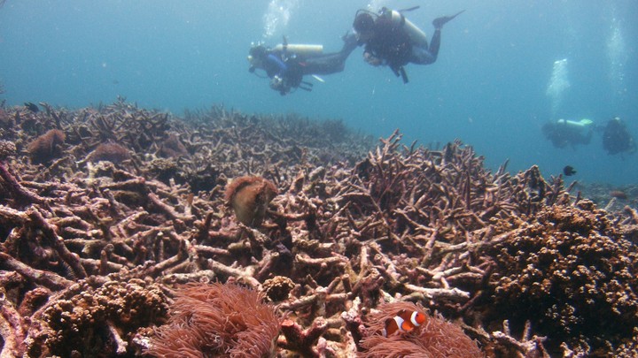 Divers swim over a bed of dead corals.