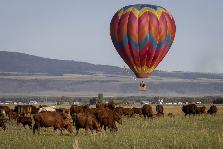 A hot air balloon lands near a herd of cows.