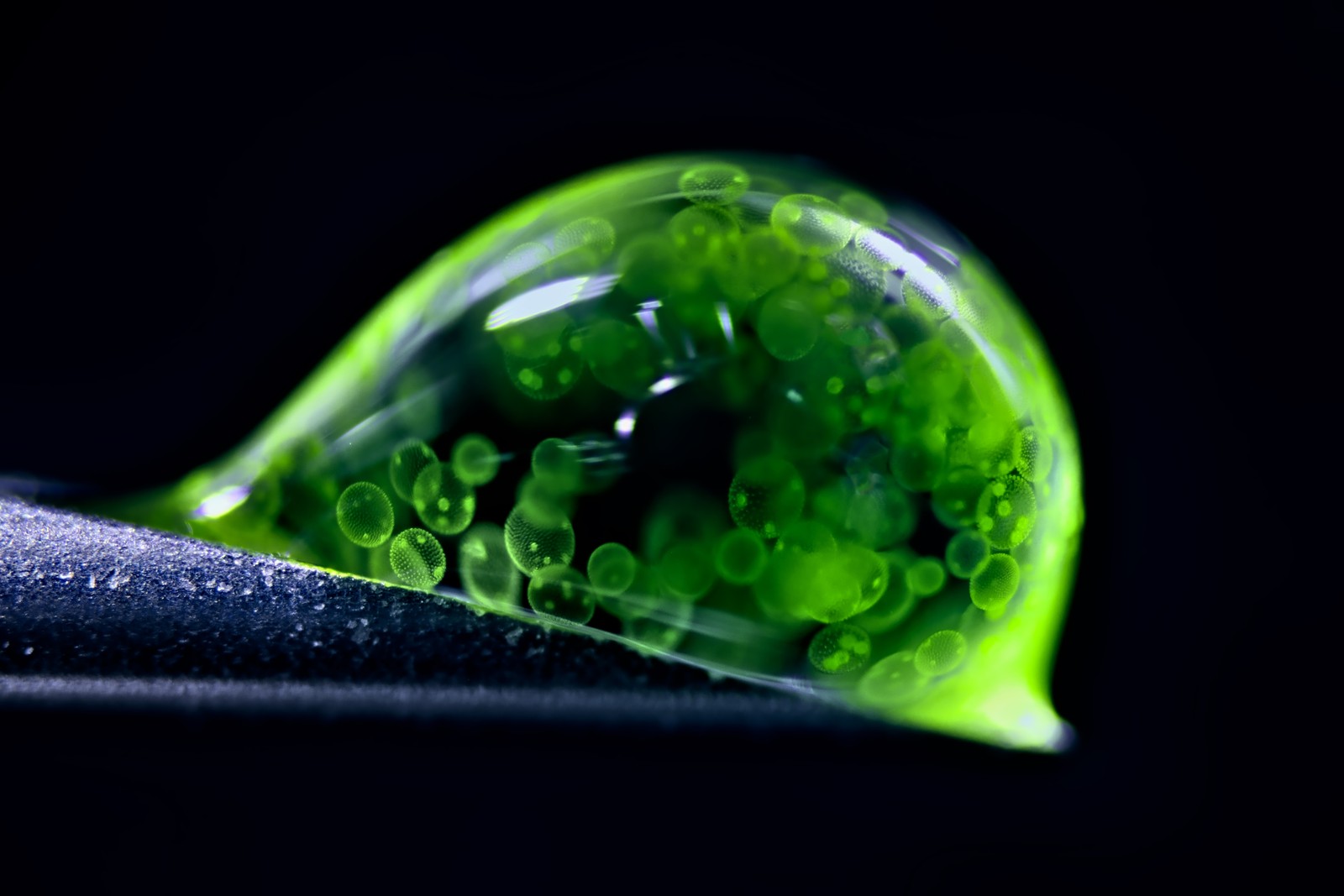 Green spheres of algae trapped in a small drop of water