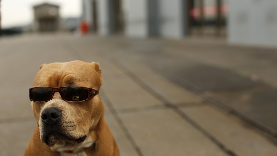 A seated pit bull wearing a pair of sunglasses