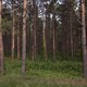 Pines in a forest