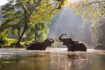 Two Asian elephants play in a river in Thailand