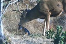 A buck licks the head of a small island fox in a grass clearing