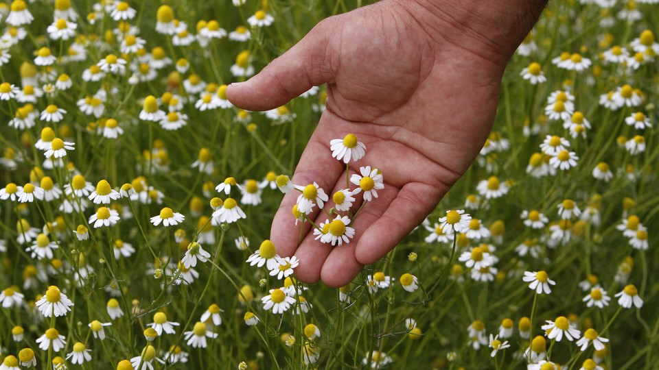 A chamomile plantation